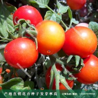 櫻桃西紅柿種子圣女果種子可作水果食用觀賞